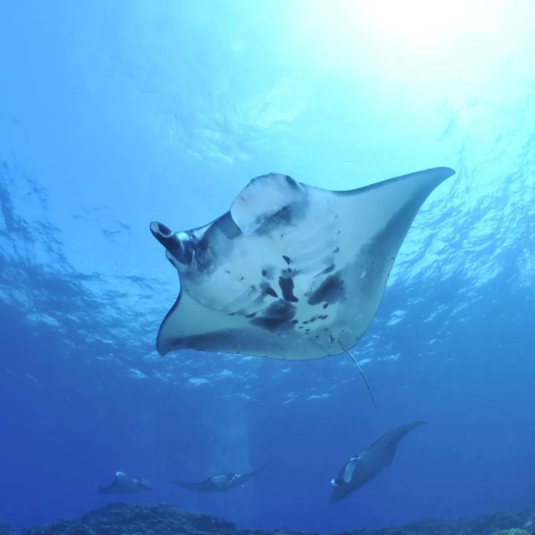 manta rays at German Channel palau