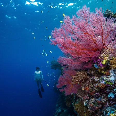 snorkeler under water on a colorful reef, in front a fan coral in red in Palau