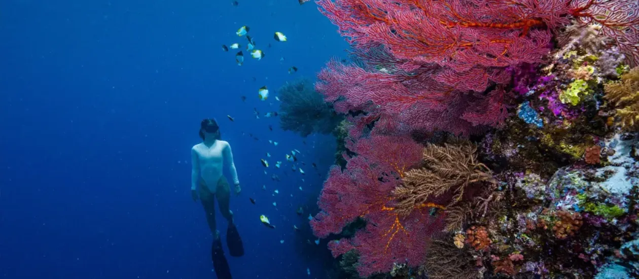 Underwater photo of snorkeler swimming under water next to a beautiful red fan coral in Palau