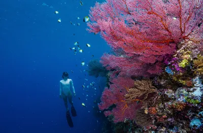 Snorkeler under water, in foreground a red fan coral in Palau