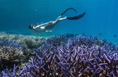 underwater photo of a snorkeler swimming over purple corals