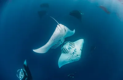 Manta Rays at German Channel Palau seen during snorkeling