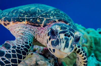 underwater photo os sea turtle looking into the camera
