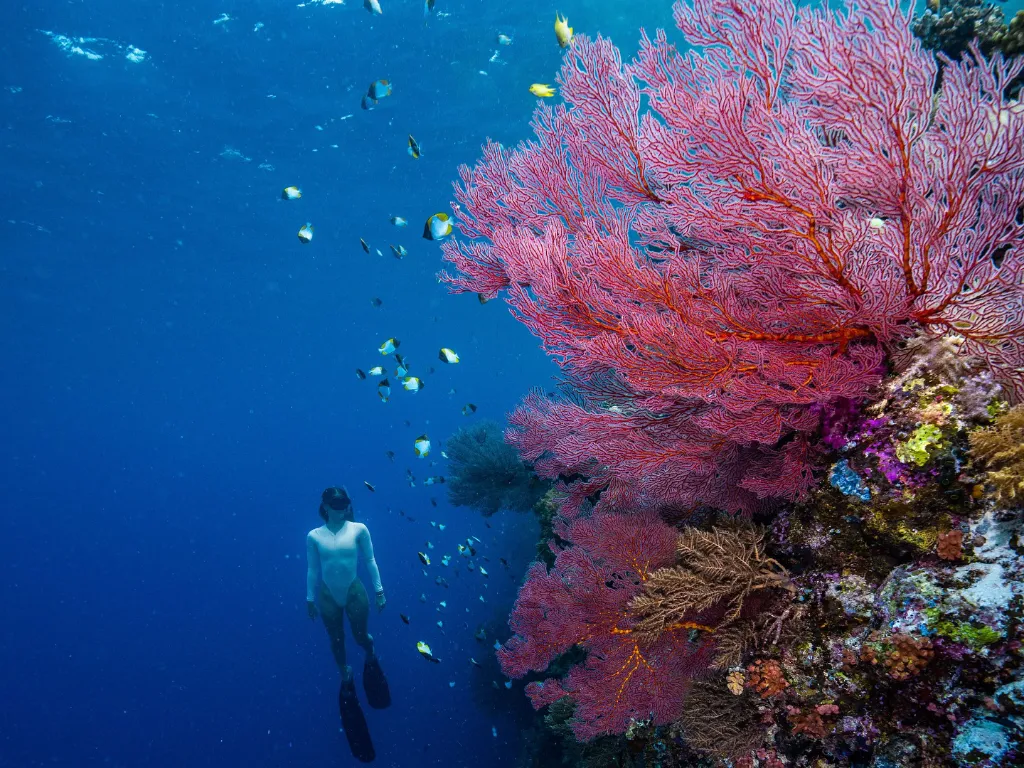 7-Day Palau Ultimate Adventure