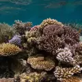 7-Day Palau Ultimate Adventure