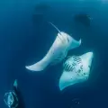 6-Day Palau Island Discovery - Culture & Nature Discovery