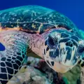 4-Day Palau Weekend Explorer