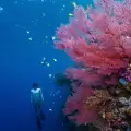 Rock Island Odyssey 