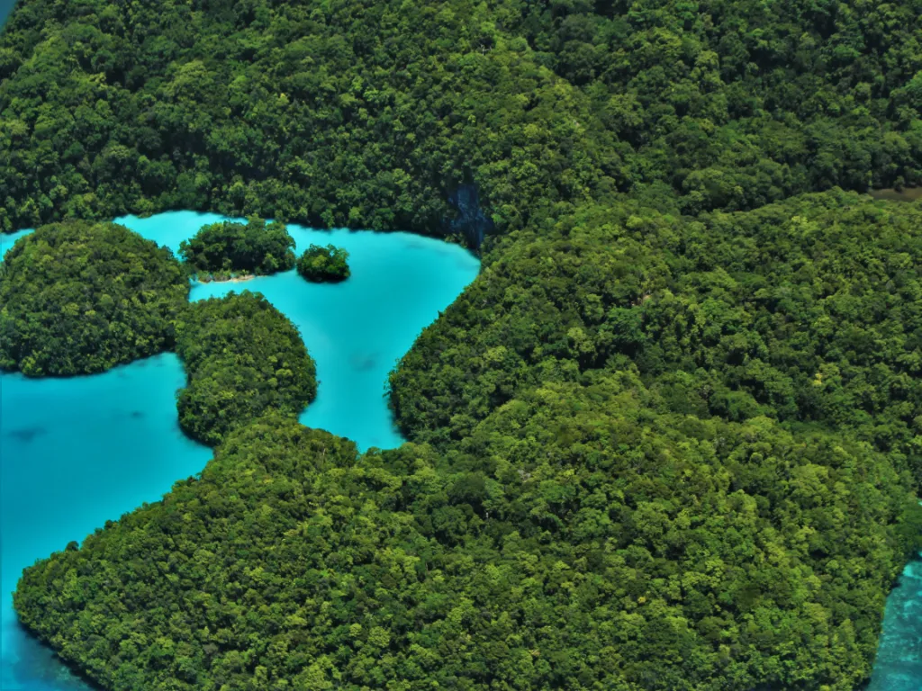 Group Flight A - Milky Way, Jellyfish Lake & Koror